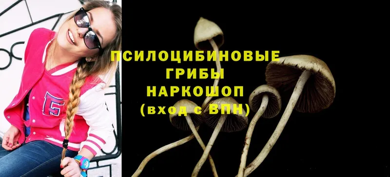 Галлюциногенные грибы Psilocybe  хочу   Реутов 